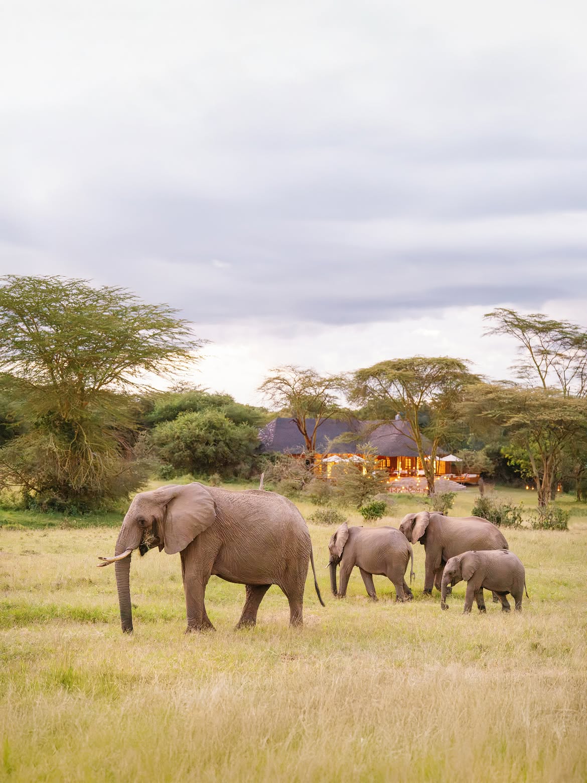 Elephant family in front of Bushtop Serengeti main lodge
