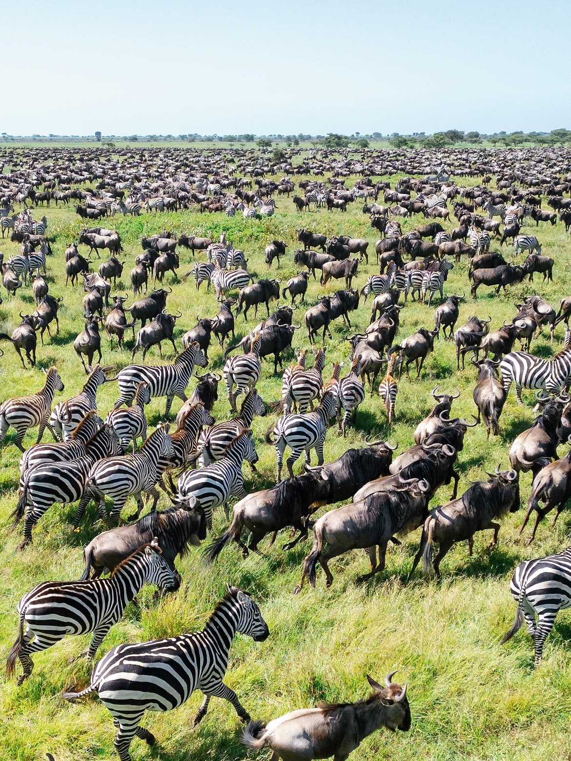 Great Migration Explorer — 7 Days