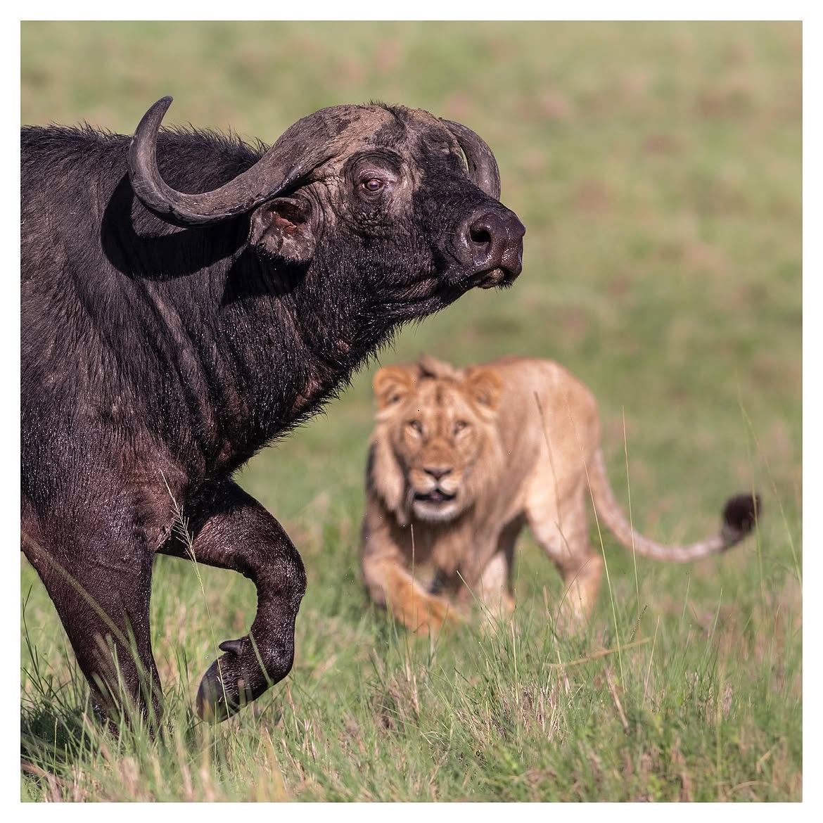 Serengeti Express — 3 Days