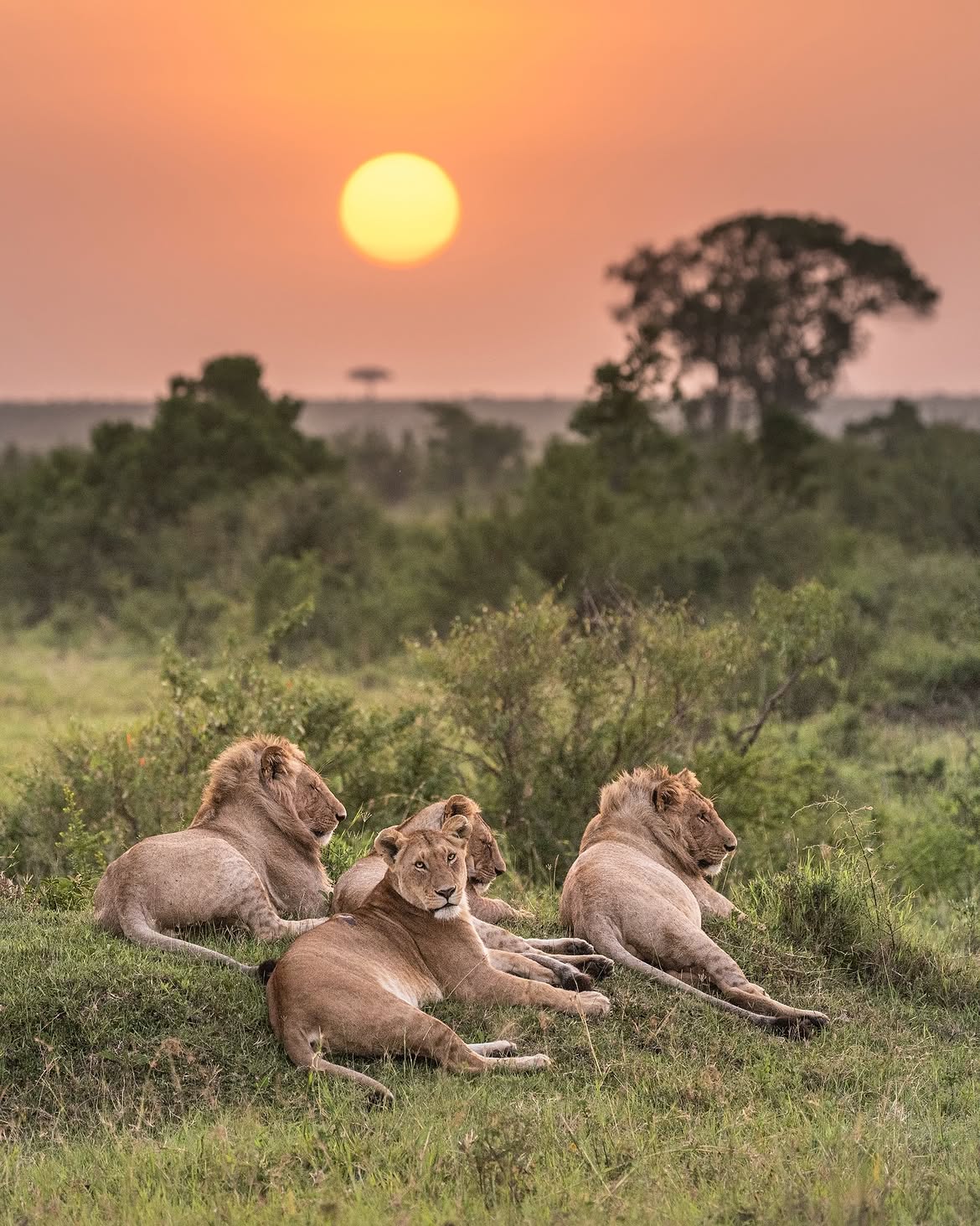 4-Day Fly-in Tanzania Great Migration
