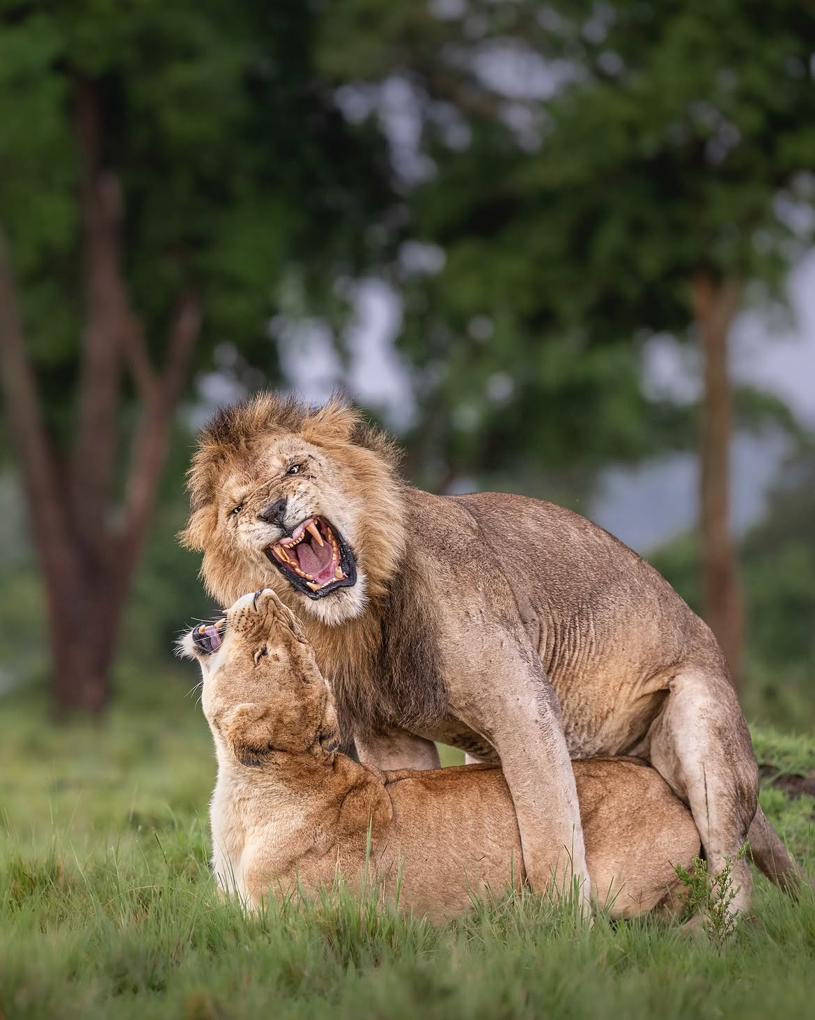 6-Day Fly-in and Drive-out Luxury Safari