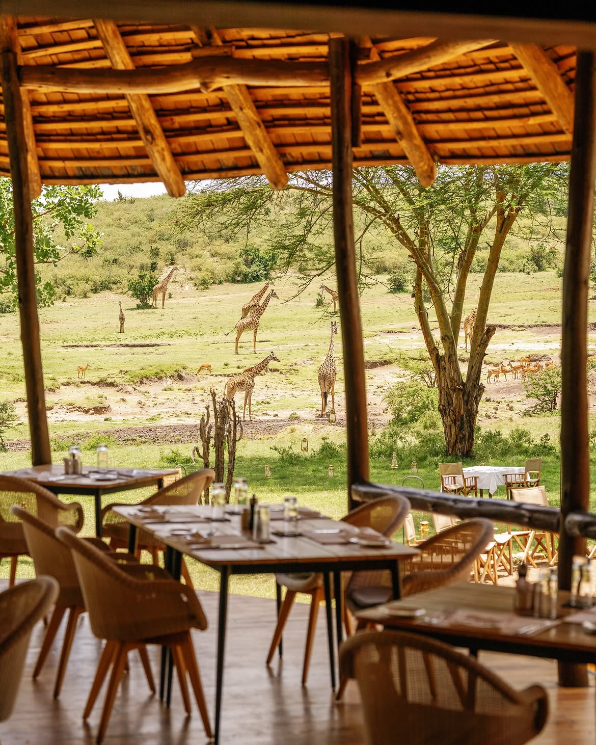 Dining deck at Bushtop with grazing giraffes on the plains