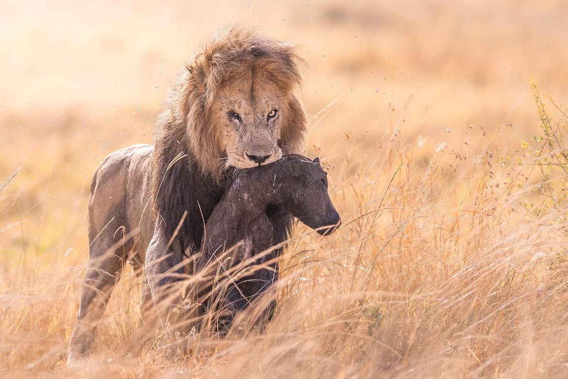Serengeti Classic — 4 Days