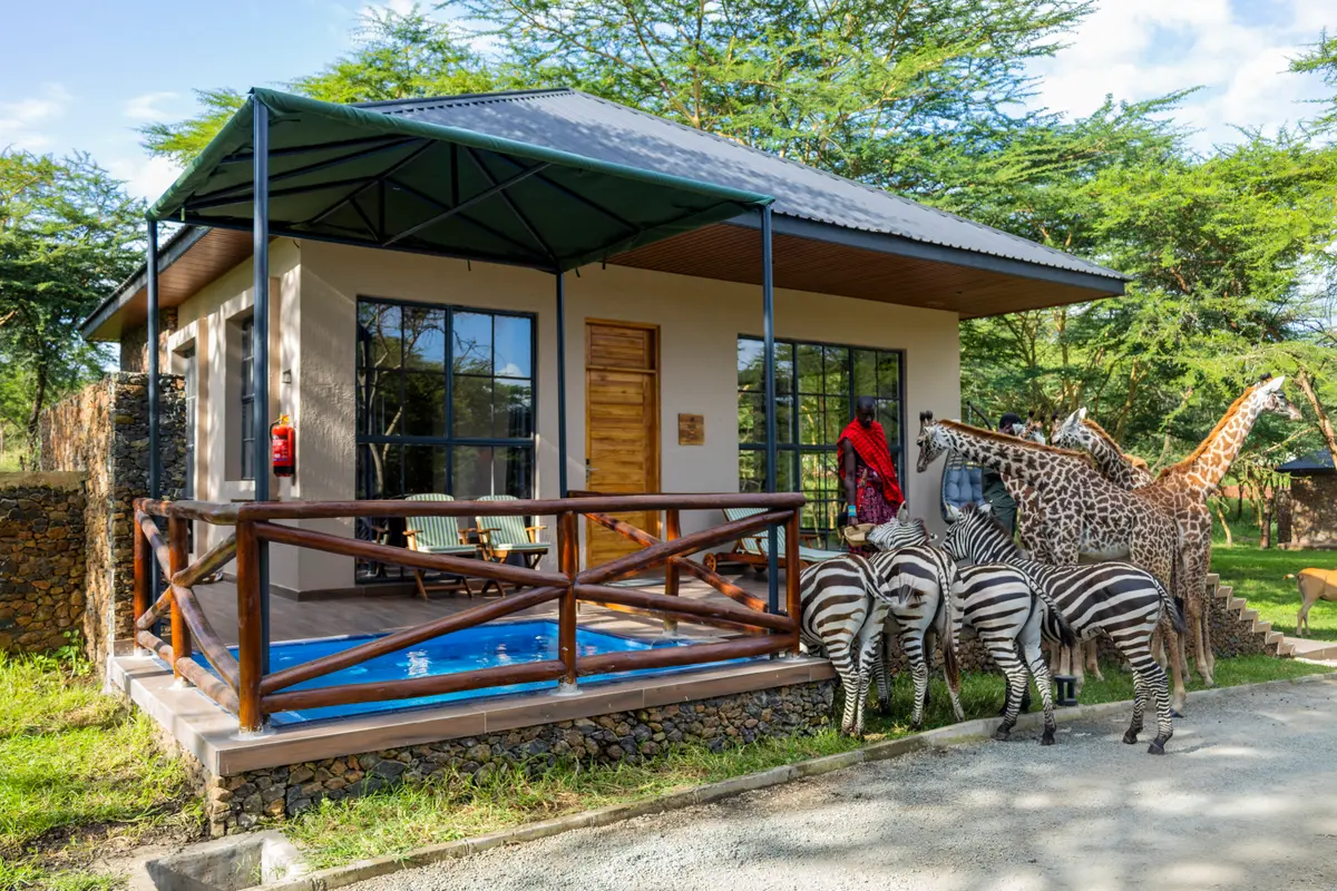 Zebras and giraffes visiting an Aya Sophia villa with a Maasai host